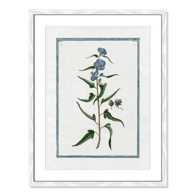 Colombe "Shabby Elegance Botanical I" Print