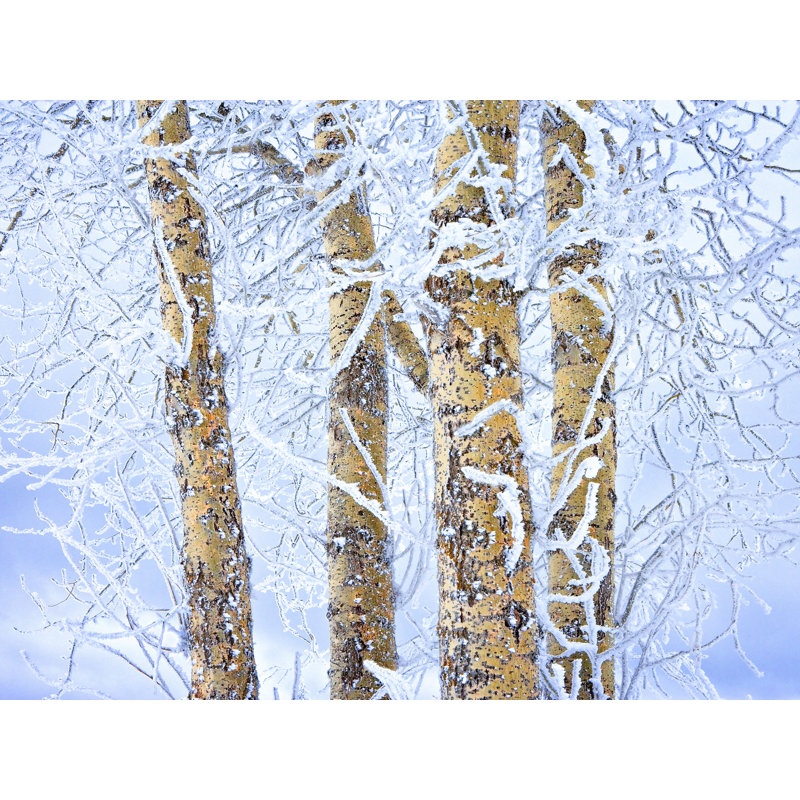 Bouleaux en croûte de glace par Bruce Heinemann, Papier avec cadre noir, 16" H x 20" W