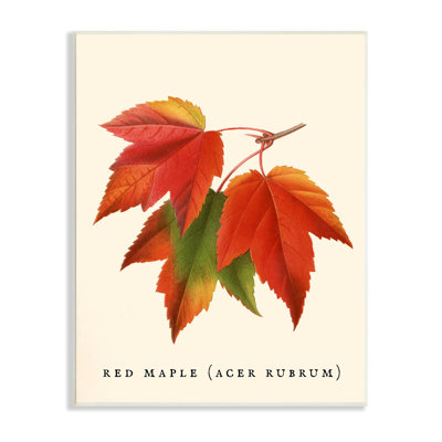 Feuillage d'automne antique avec feuille d'érable rouge par Daphne Polselli - impression