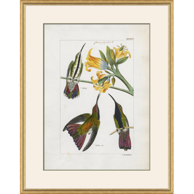 Hummingbirds Giclee Print by John Gould