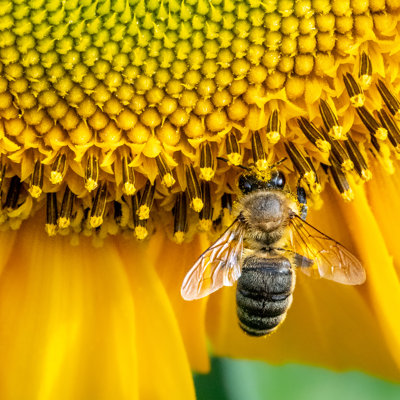 Deshawndre " Honeybee "