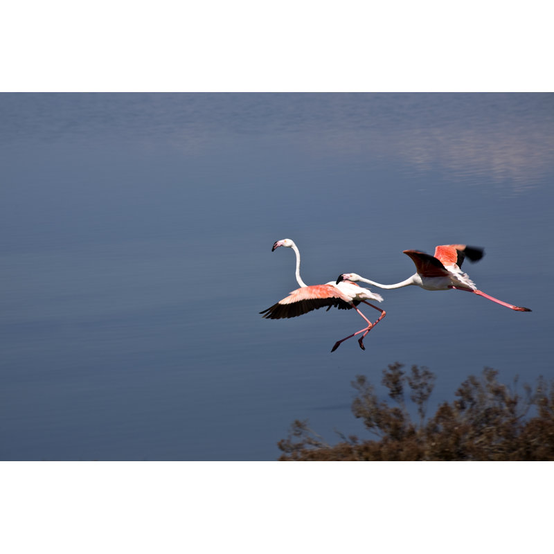 Pink Flamingoes - Wrapped Canvas Print, 81cm H x 122cm W
