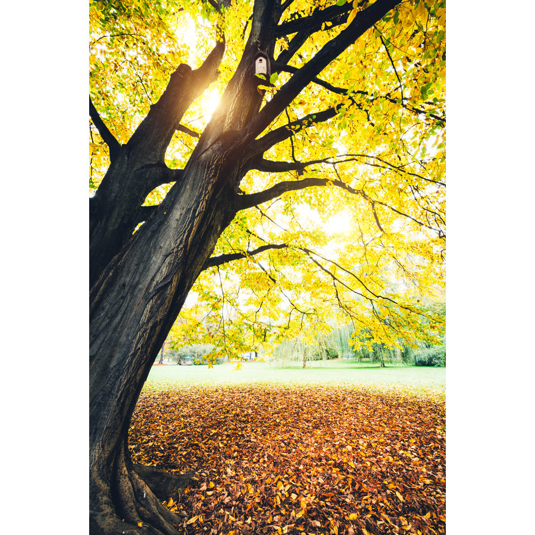 Herbstbaum im Park von Borchee - Kunstdrucke auf Leinwand