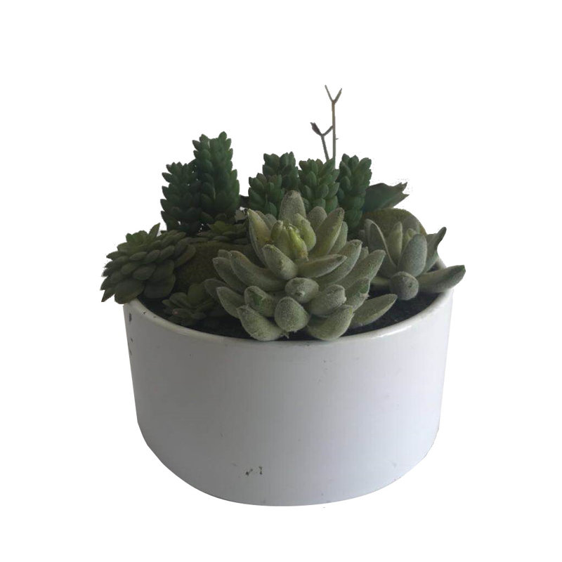 Plante grasse conservée en pot