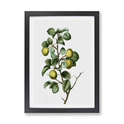 Pear Tree by Pierre-Joseph Redoute - Framed Print