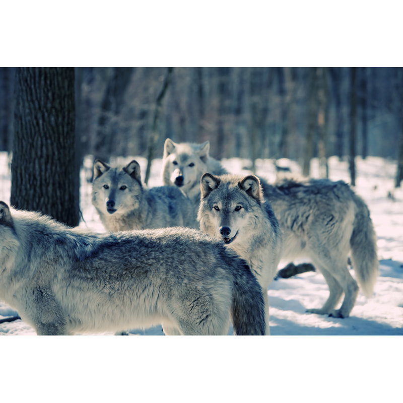 Pride Of Wolves - Wrapped Canvas Print, 81cm H x 122cm W x 3.8cm D