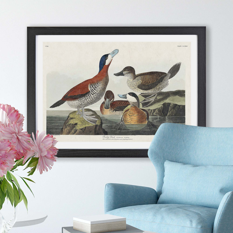 Ruddy Duck by John Audubon - Single Picture Frame Print, 33cm H x 45cm W x 2cm D, Black