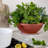 Pot Planter