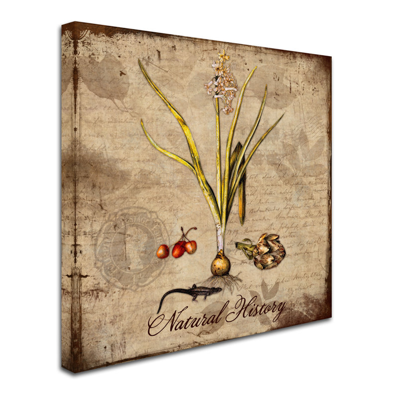 'Natural History' Graphic Art Print on Wrapped Canvas, 18" H x 18" W