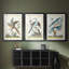 Pastel Birds IV - impression encadrée de qualité supérieure sur mesure mat - 3 pièces-1195610759-1195610776