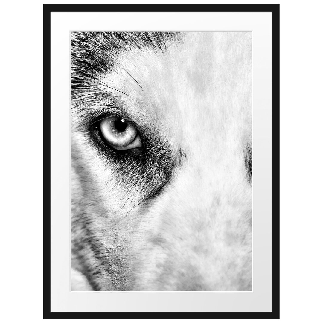 Gerahmtes Poster Husky mit eisblauen Augen