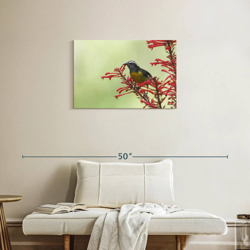 Ronce nourrissant un oiseau bananier, H 20 po x l 30 po