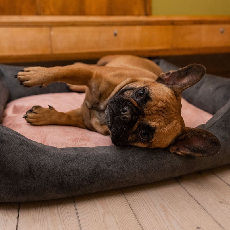 Orthopedic Polyester Pet Bed, 15cm H x 75cm W x 85cm D, Graphite/Pink