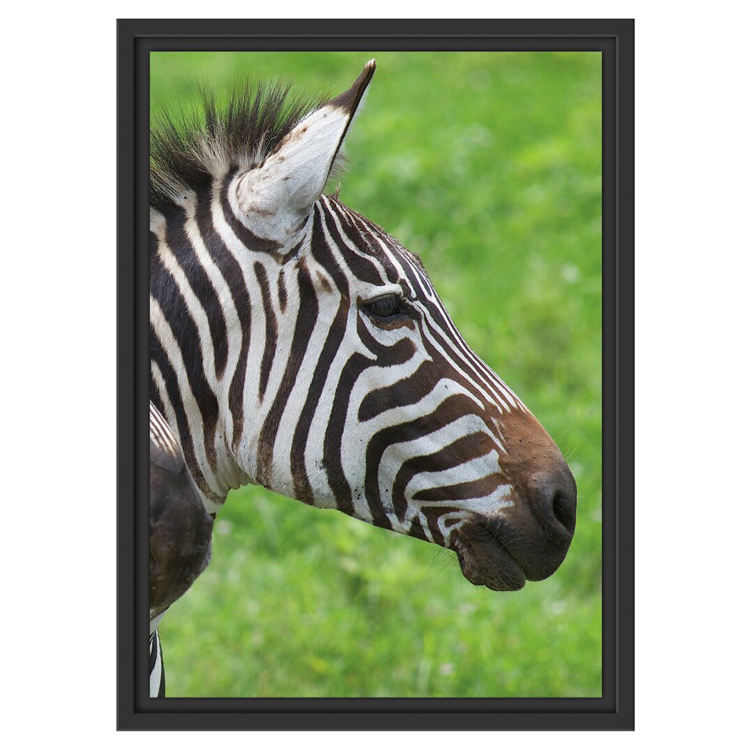 Gerahmtes Wandbild schönes Zebrapaar