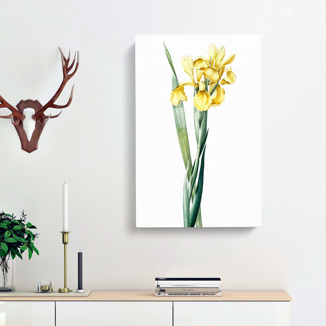 Monnieri Iris Flower by Pierre-Joseph Redoute - Wrapped Canvas