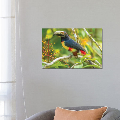 Costa Rica, La Selva Biological Station. Collared Aricari on Limb. 1 Piece Wrapped Canvas Wall Art