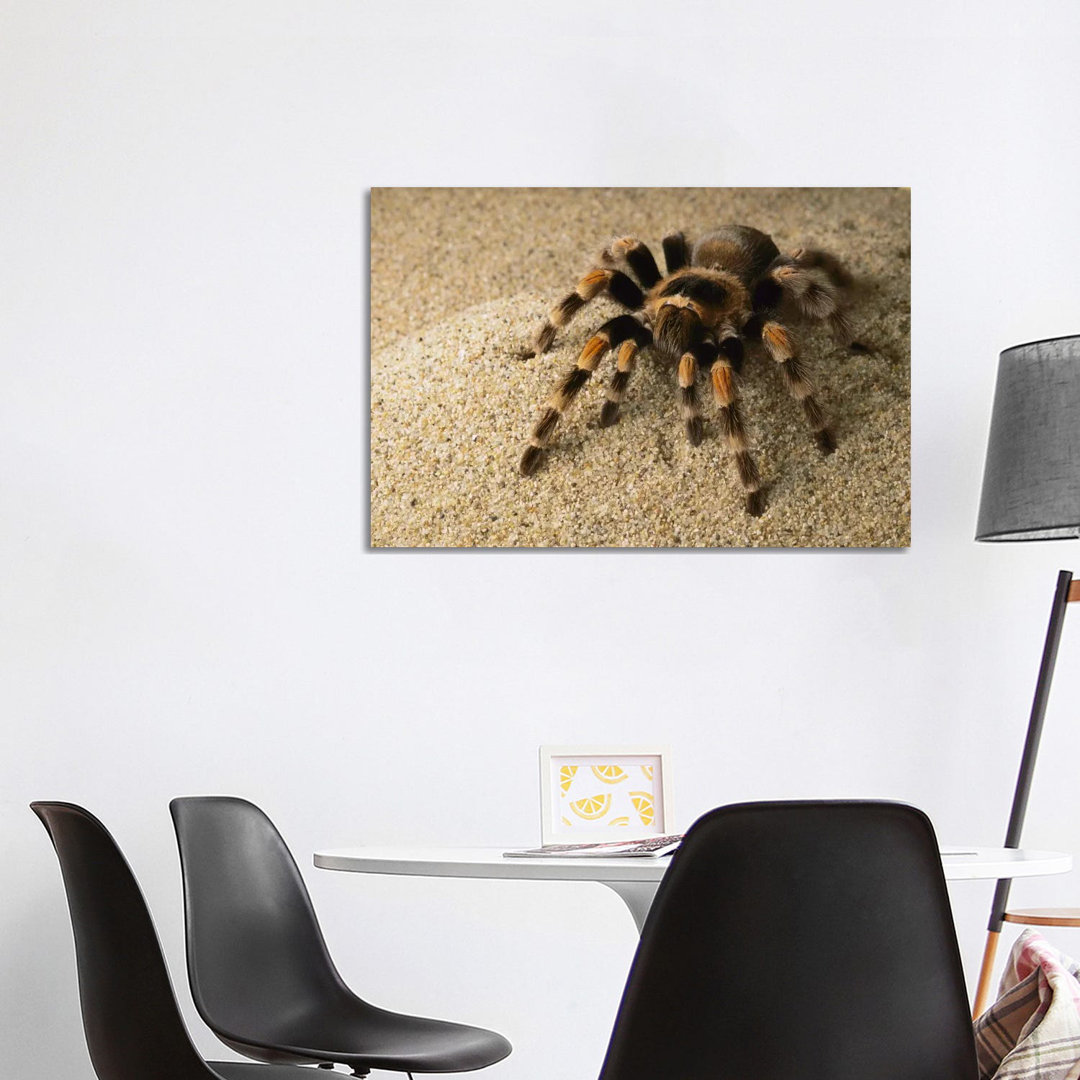 Mexican Red-Knee Tarantula, Mexico