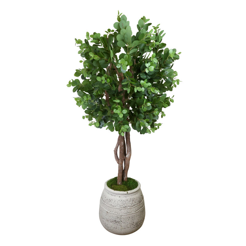 Oriental Ficus Tree in Stone Pot