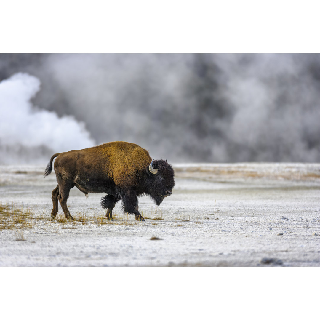 Yellowstone National Park von Don White - Drucken