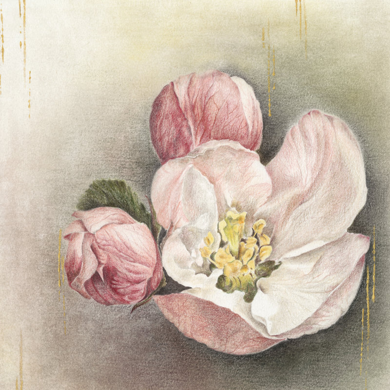 Enlightenment Blossom I by Lily Liama - Wrapped Canvas Painting, 122cm H x 122cm W