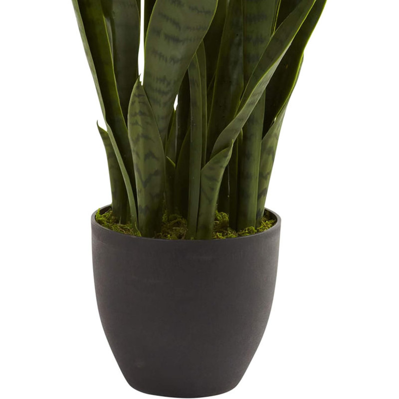 Ansevieria (35 po) et or Dieffenbachia (45 po) avec jardinières décoratives
