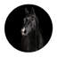 Black Horse Face Print-24078647