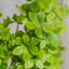 1 branche verte Audet Enkianthus Perulatus artificielle-359935824