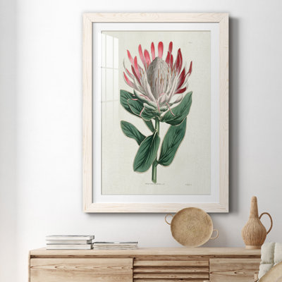 " Protea N13 " Painting Print