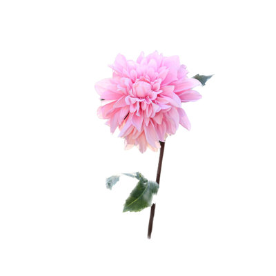 Dahlia