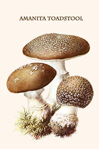 "amanita toadstool" par edmund michael-impression d’art graphique, H 42 po x l 28 po x P 1,5 po
