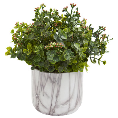 Eucalyptus plante en vase