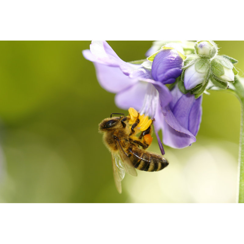 Bee With Pollen - Wrapped Canvas Print, 30cm H x 46cm W x 3.8cm D