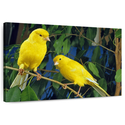 Canari Brampt