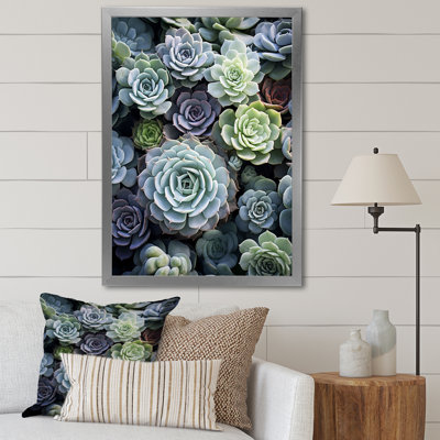 Plantes grasses vertes Jelizaveta Serene I