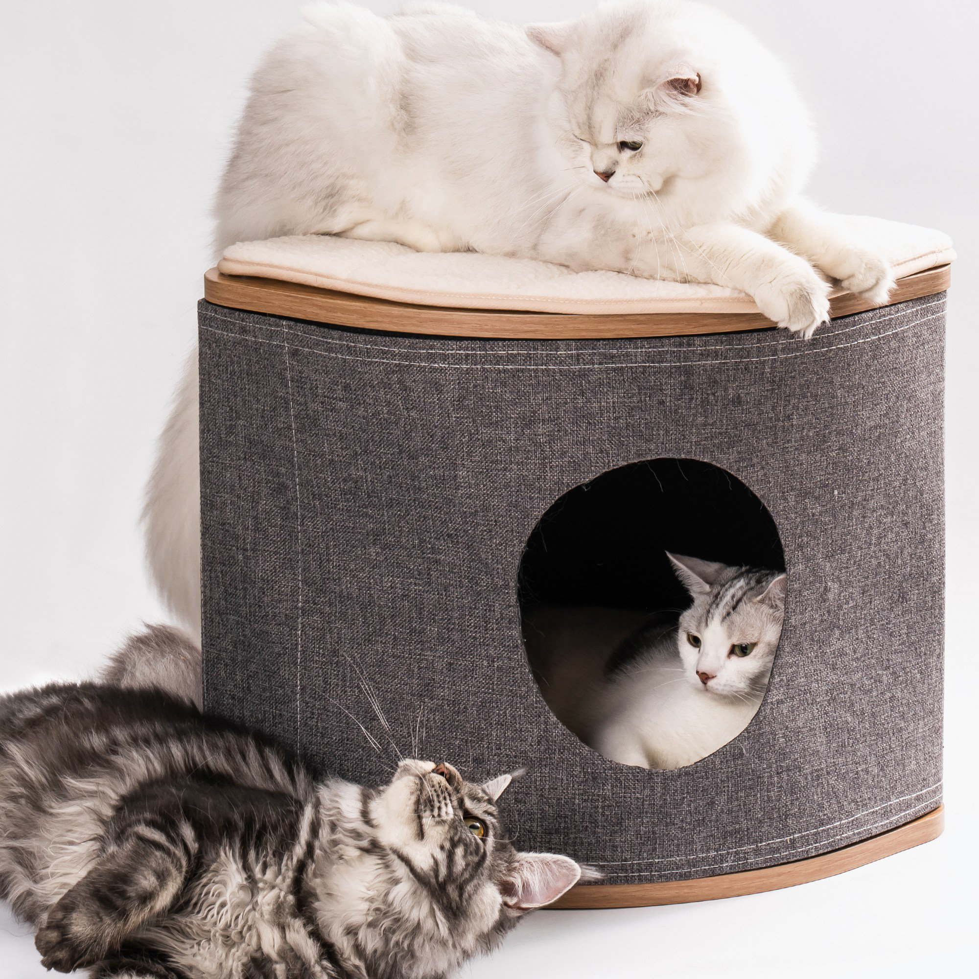 Wayfair shop cat beds