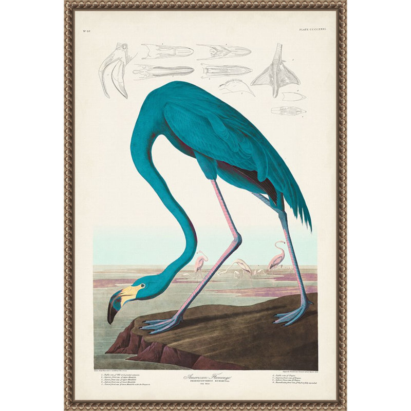 «American Flamingo I» par John James Audubon, reproduction d'art sur toile encadrée, 23" H x 16" W