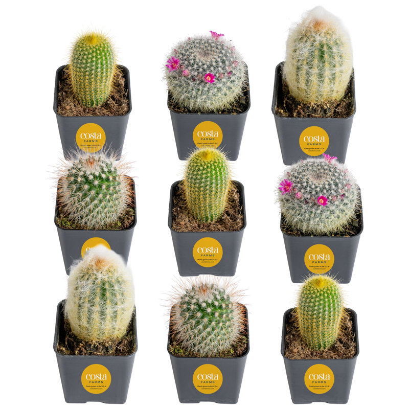 9 Live Cactus Plant in Pot Set