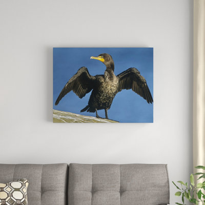 " Double-Crested Cormorant Drying Its Wings, North America " by Tim Fitzharris