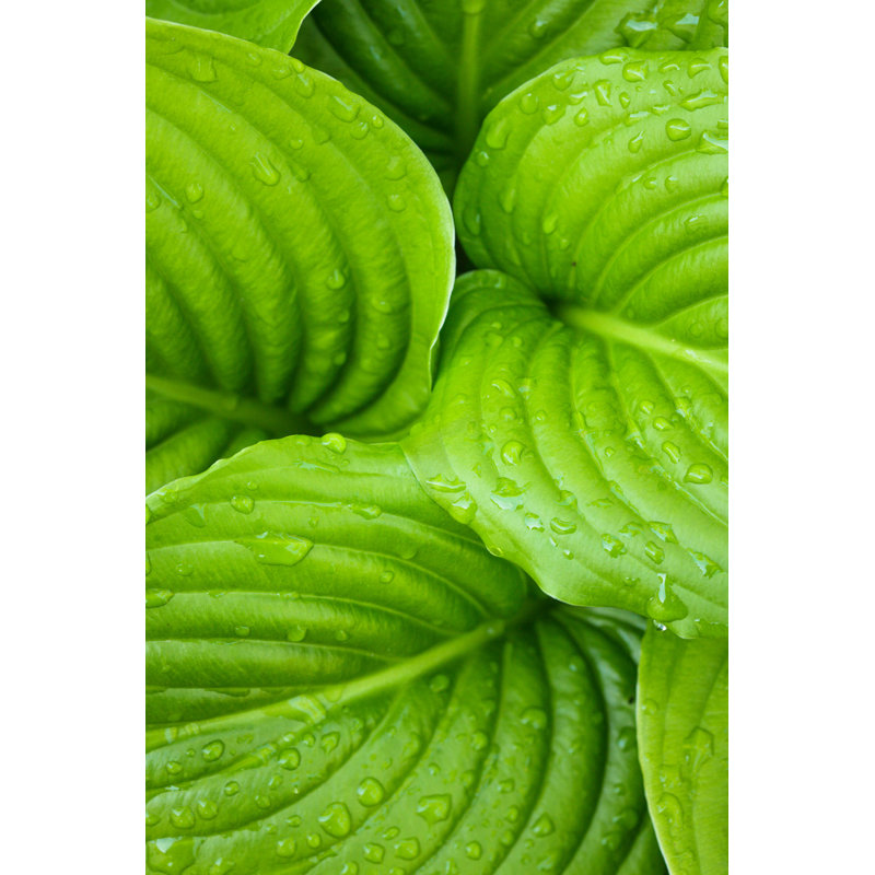 «Hosta Leaves» - Photographie sur toile tendue, L 12 po x H 18 po