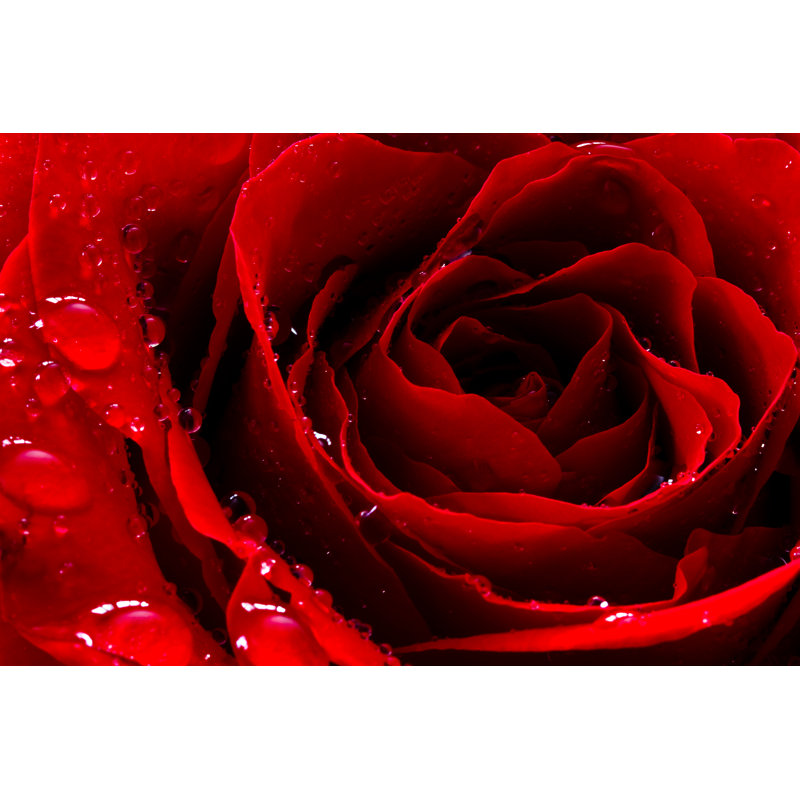 Dashyra " Red Rose ", 8" H x 12" W x 1.25" D