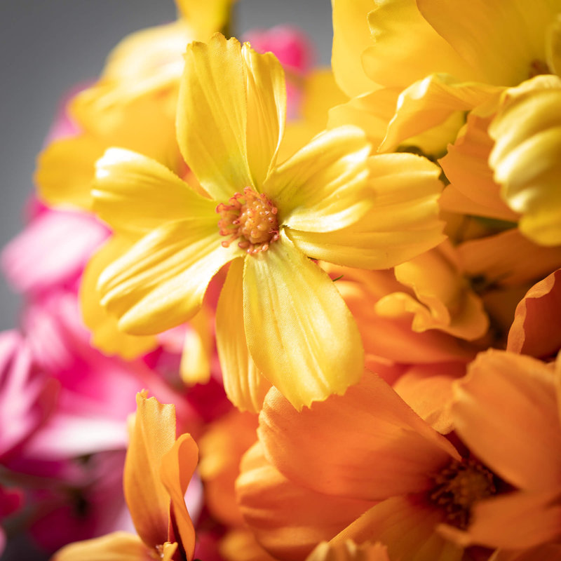 Arrangement cosmos