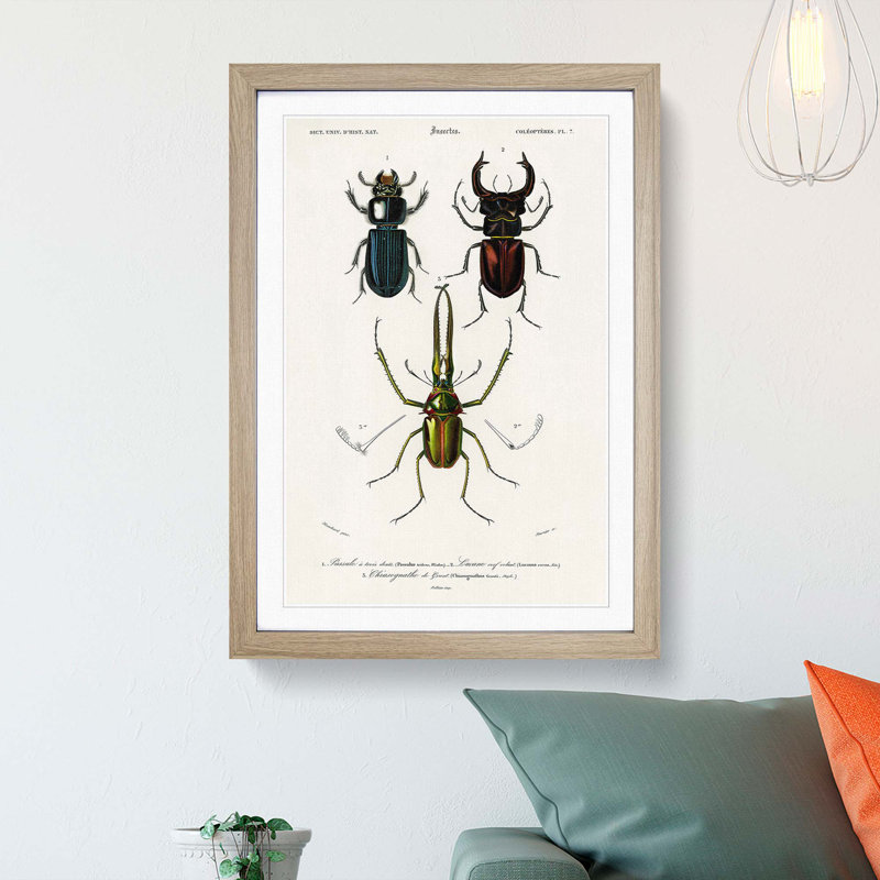 Beetle Illustrations PL.7 by Charles D'Orbigny - Single Picture Frame Print, 63cm H x 45cm W x 2cm D, Oak Framed