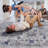 5X7 Grey / Silver / Oriental Area Rug-810854290-810854284