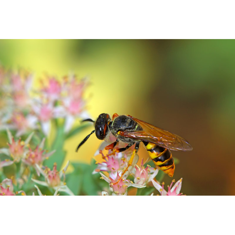 Bayan Bees - Wrapped Canvas Print, 30cm H x 46cm W x 3.8cm D