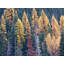 Autumn Tamarack Forest Photographic Print Canvas-65780529-65780530-103000583