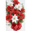 Poinsettia de Noël dans un vase-1638367320