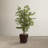 Dejaun 48'' Faux Tree in Manufactured Wood Basket