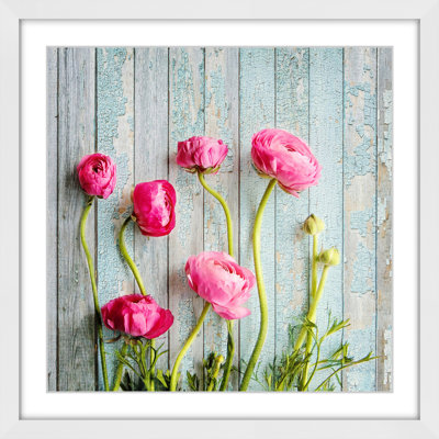 « rose renoncule » par sylvia cook, reproduction d’art encadrée