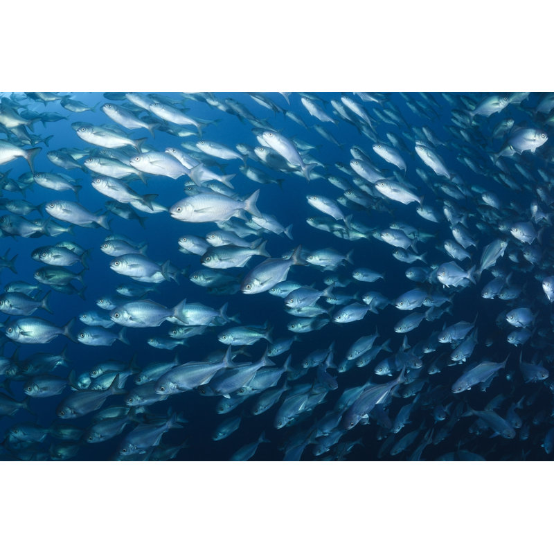 Weleetka " Butter Fish Bait Ball " by Borispamikov, 32" H x 48" W  