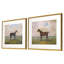 Equestrian II Framed Print